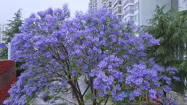 城市旅游蓝花楹治愈树木航拍视频的预览图